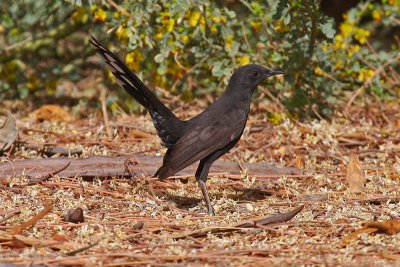 Black Bush Robin (Cercotrichas podobe)