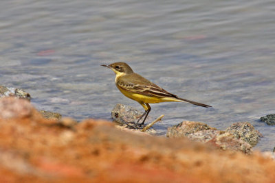 Black-headed Wagtail (Motacilla flava feldegg)