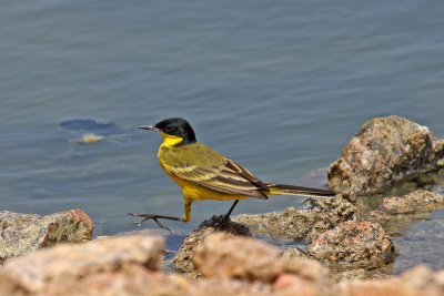 Black-headed Wagtail (Motacilla flava feldegg)