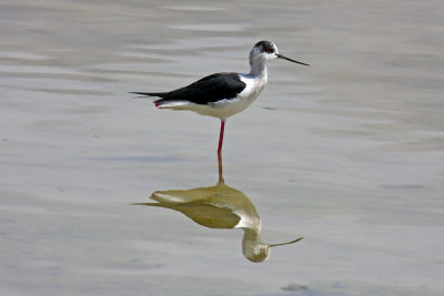 Black-winged Stilt (Himantopus himantopus)