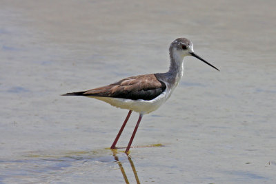 Black-winged Stilt (Himantopus himantopus)