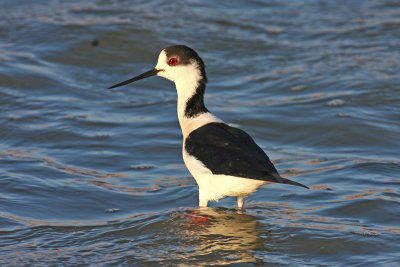 Black-winged Stilt (Himantopus himantopus)