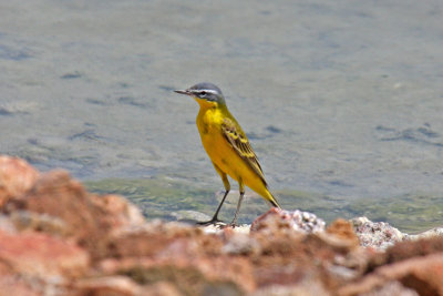 Blue-headed Wagtail (Motacilla flava flava)