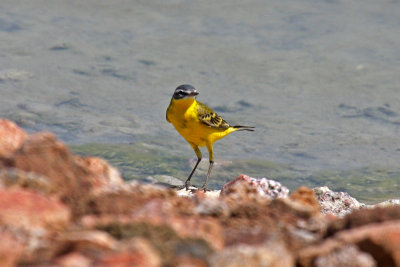 Blue-headed Wagtail (Motacilla flava flava)