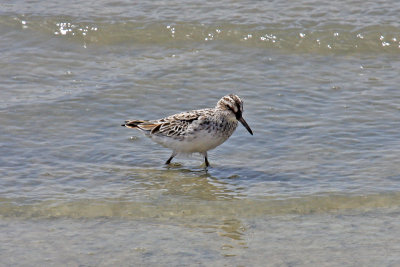 Broad-billed Sandpiper (Limicola falcinellus)