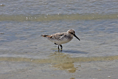 Broad-billed Sandpiper (Limicola falcinellus)