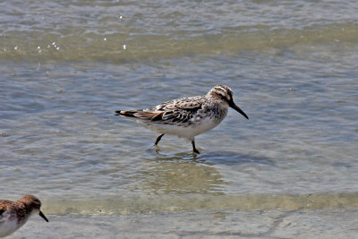 Broad-billed Sandpiper (Limicola falcinellus)