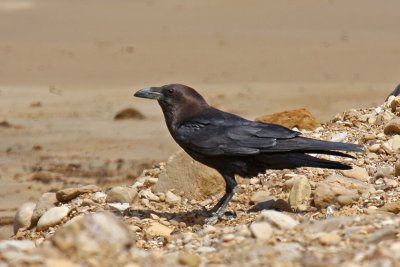 Brown-necked Raven (Corvus ruficollis)