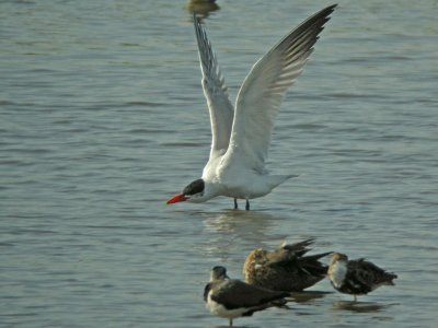 Caspian Tern (Sterna caspia)