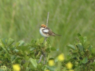 Woodchat Shrike (Lanius senator)