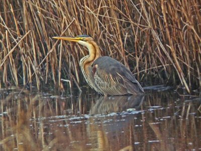Purple Heron (Ardea purpurea)