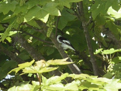 Collared Flycatcher (Ficedula albicollis)