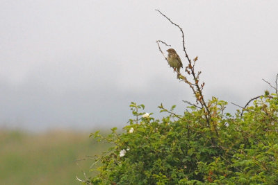 Corn Bunting (Miliaria calandra)