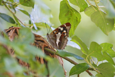 Purple Emperor (Apatura iris)