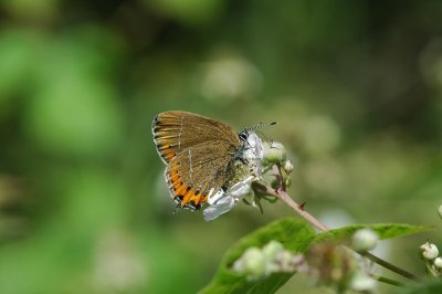 Black Hairstreak (Satyrium pruni)