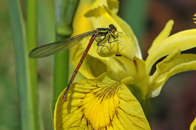 Large Red Damselfly (Pyrrhosoma nymphula)
