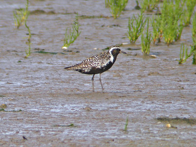 Pacific Golden Plover (Pluvialis fulva)