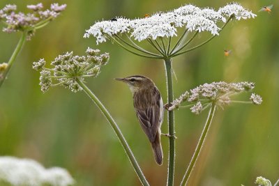 Sedge Warbler (Acrocephalus schoenobaenus)
