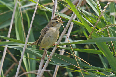 Sedge Warbler (Acrocephalus schoenobaenus)
