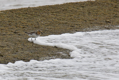 Sanderling (Calidris alba)