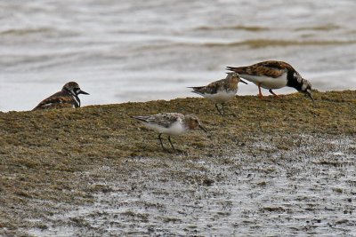 Sanderling (Calidris alba)
