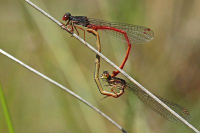 Small Red Damselfly (Ceriagrion tenellum)