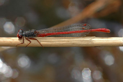 Small Red Damselfly (Ceriagrion tenellum)