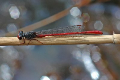 Small Red Damselfly (Ceriagrion tenellum)