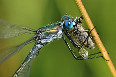 Scarce Emerald Damselfly (Lestes dryas)