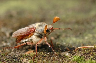 Cockchafer (Melolontha melolontha)