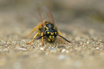 German Wasp (Vespula germanica)