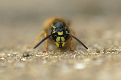 Common Wasp (Vespula vulgaris)