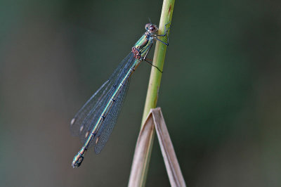 Willow Emerald Damselfly (Lestes viridis)