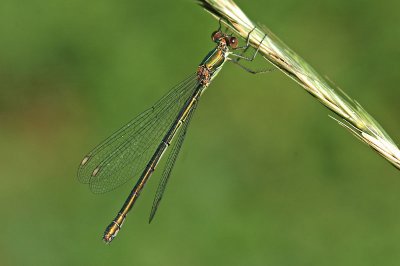 Willow Emerald Damselfly (Lestes viridis)