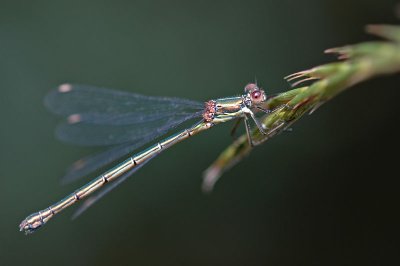 Willow Emerald Damselfly (Lestes viridis)