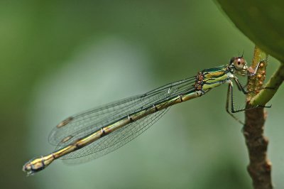 Willow Emerald Damselfly (Lestes viridis)