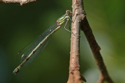 g1/84/906184/3/115975221.FucuEhJq.jpg