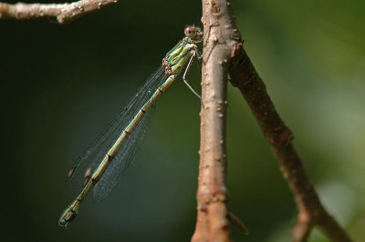 Willow Emerald Damselfly (Lestes viridis)