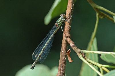 Willow Emerald Damselfly (Lestes viridis)