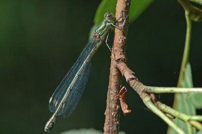 Willow Emerald Damselfly (Lestes viridis)