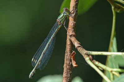 Willow Emerald Damselfly (Lestes viridis)