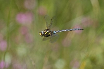 Common Hawker (Aeshna juncea)