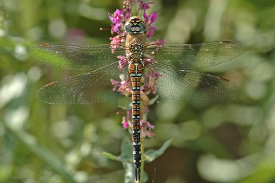 Migrant Hawker (Aeshna mixta)