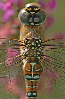 Migrant Hawker (Aeshna mixta)