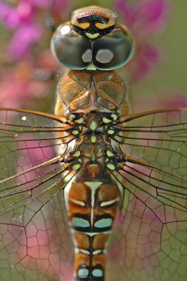 Migrant Hawker (Aeshna mixta)