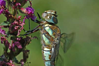 Migrant Hawker (Aeshna mixta)