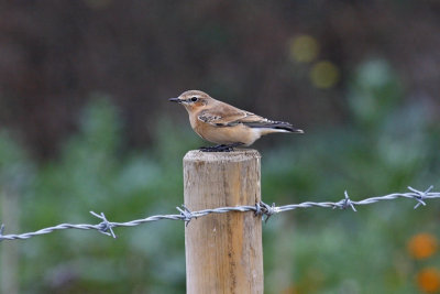 Wheatear (Oenanthe oenanthe)