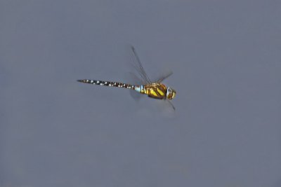 Migrant Hawker (Aeshna mixta)