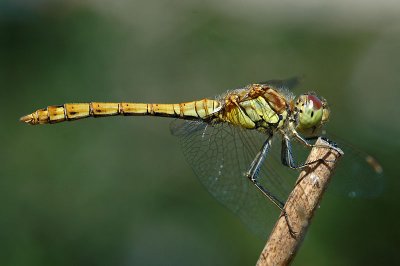 Common Darter (Sympetrum striolatum)