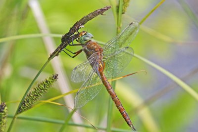 Norfolk Hawker (Aeshna isosceles)